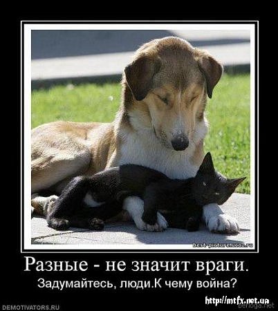 http://cs4984.vkontakte.ru/u68237952/106968510/x_0a737506.jpg